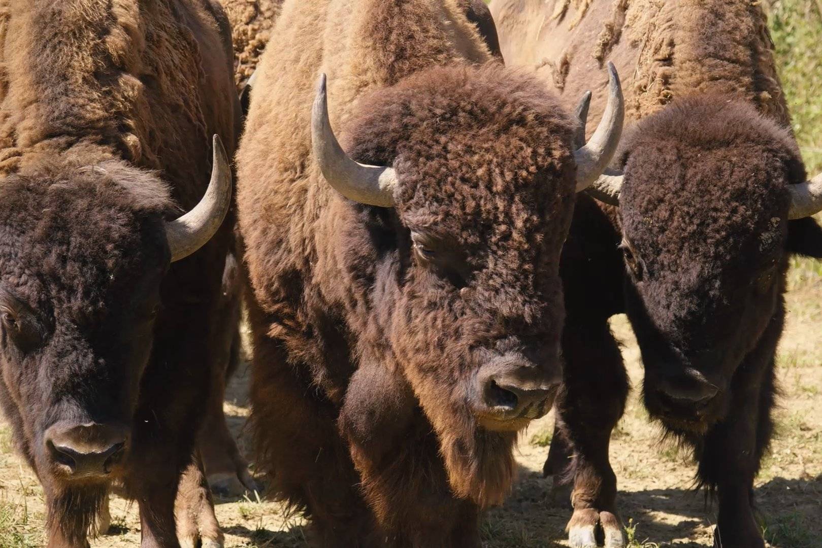 Terra dei Bisonti 1